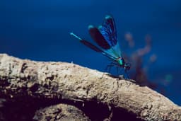 Azure Dragonfly on Driftwood – Fine Art Nature Photography Print